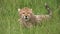 A close up of a cheetah cub