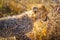 A close up of a cheetah cub ( Acinonyx Jubatus) walking in the golden light of dusk, Onguma Game Reserve, Namibia.