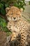 Close-up of cheetah cub asleep by bush