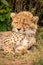 Close-up of cheetah cub asleep under bush