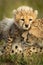 Close-up of cheetah cub standing nuzzling mother