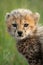 Close-up of cheetah cub standing watching camera