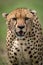 Close-up of cheetah facing camera on savannah