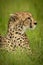 Close-up of cheetah on grass facing right