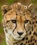 A Close up of a cheetah head