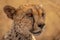 Close-up of cheetah head with golden background