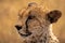 Close-up of cheetah head with golden bokeh