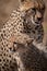 Close-up of cheetah licking lips and cub