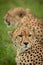 Close-up of cheetah lying beside blurred brother