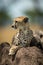 Close-up of cheetah lying on termite mound