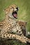 Close-up of cheetah lying yawning by cub