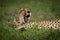 Close-up of cheetah lying yawning in grass