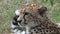 A close up of a cheetah opening his mouth