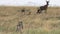 Close up of a cheetah pair stalking antelope at serengeti national park