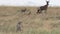 close up of a cheetah pair stalking antelope at serengeti national park