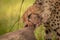 Close-up of cheetah pulling at wildebeest carcase