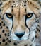 Close up of cheetah`s face