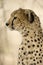 Close-up of a Cheetah, Serenget