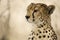 Close-up of a Cheetah, Serengeti