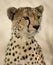 Close-up of a Cheetah, Serengeti