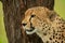 Close-up of cheetah staring past tree trunk