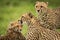 Close-up of cheetah watching mother washing cub