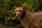 Close up of a Cheetah wild cat's striking brown eyes and black nose