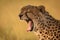 Close-up of cheetah yawning with closed eyes