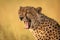 Close-up of cheetah yawning with eyes closed