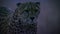 Close up of Cheetahs night scene-003