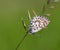 Close up of chequered blue butterfly scolitantides orion hanging on a leaf of grass