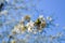 Close up of a cherry blossom