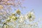 Close up of a cherry blossom