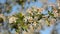 Close-up of cherry blossoms