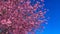 Close up of cherry blossoms on blue sky background