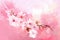 Close Up of Cherry Blossoms Branch Japanese Pink Sakura Watercolor Painting