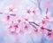 close up of cherry blossoms in Japanese pink.