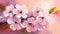 Close Up of Cherry Blossoms Japanese Pink Sakura Painting