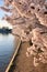 close-up of cherry blossoms near tidal basin