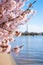 close-up of cherry blossoms near tidal basin