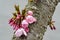 Close up of cherry blossoms sprouting from the trunk