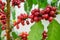Close up of cherry coffee beans on the branch of coffee plant before harvesting,Closeup shot with shallow DOF