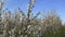 close-up of a cherry tree