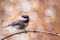Close up of Chestnut backed Chickadee Poecile rufescens perched on a branch; blurred background, San Francisco bay area,