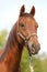 Close up of a chestnut colored race horse on natural green blur background in sunshine