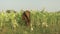 close up of a chestnut horse grazing in a tobacco field