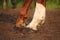 Close up of chestnut horse hooves