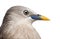 Close-up on a Chestnut-tailed Starling, side view