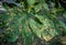 Close up chestnut tree leaves, damaged by leaf- mining moth