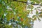 Close up chestnut tree leaves, damaged by leaf- mining moth